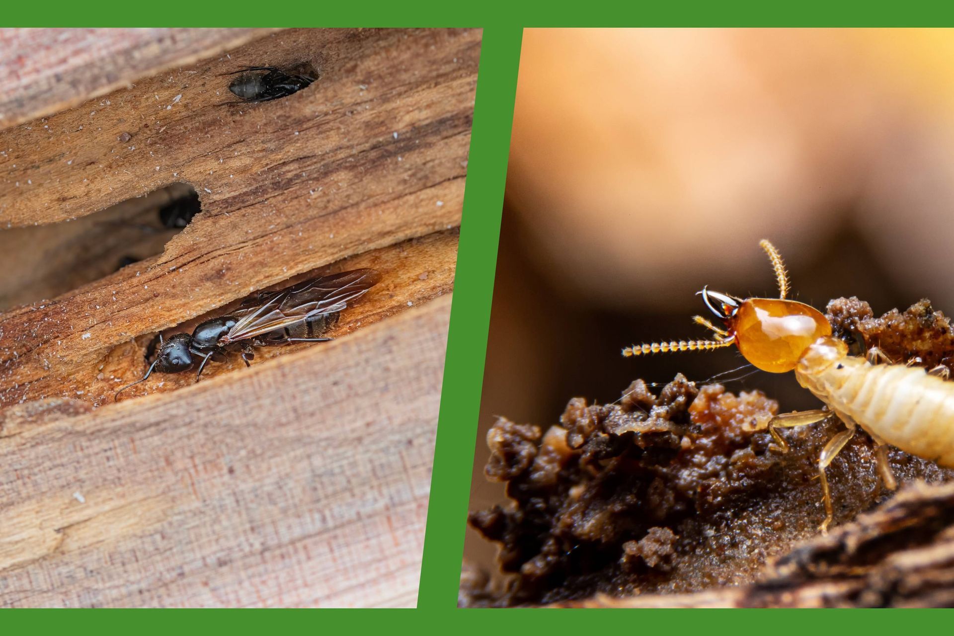 A split image comparing carpenter ants with termites at IPM Pest and Termite near Lexington, KY