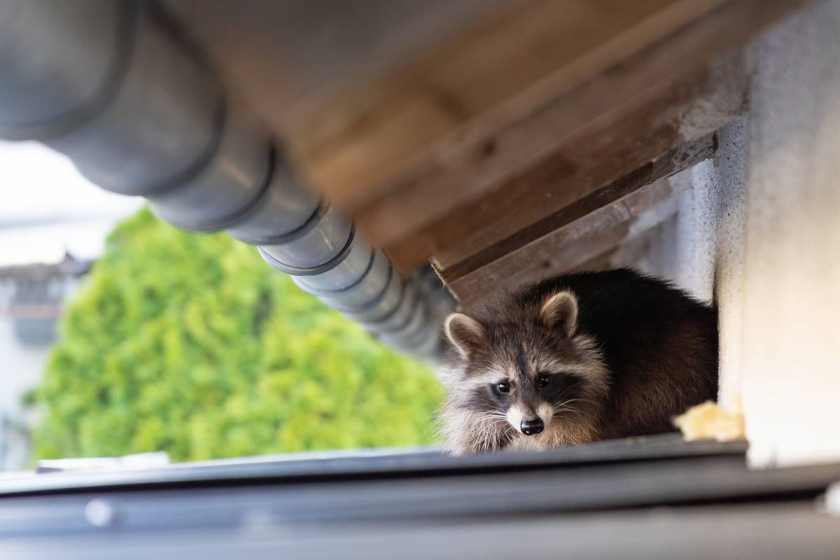 A raccoon sitting on a shed roof near Lexington, KY