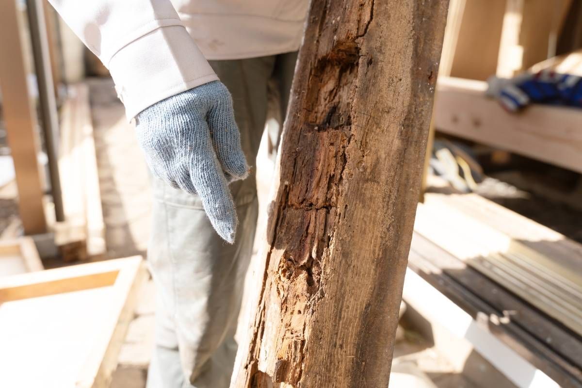 A termite inspector showing signs of termite damage in wood near Lexington, Kentucky (KY)