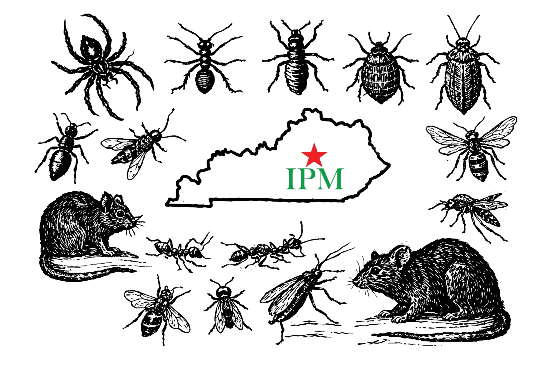 Vintage illustrations of common household pests with the outline of Kentucky in the center of the image