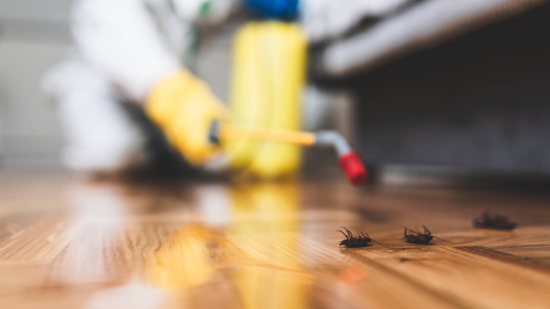 A cockroach exterminator near Lexington, KY, working in a home.