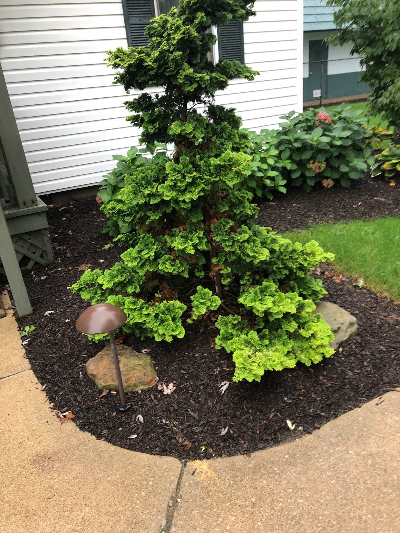 A tree in a garden next to a sidewalk and a house.