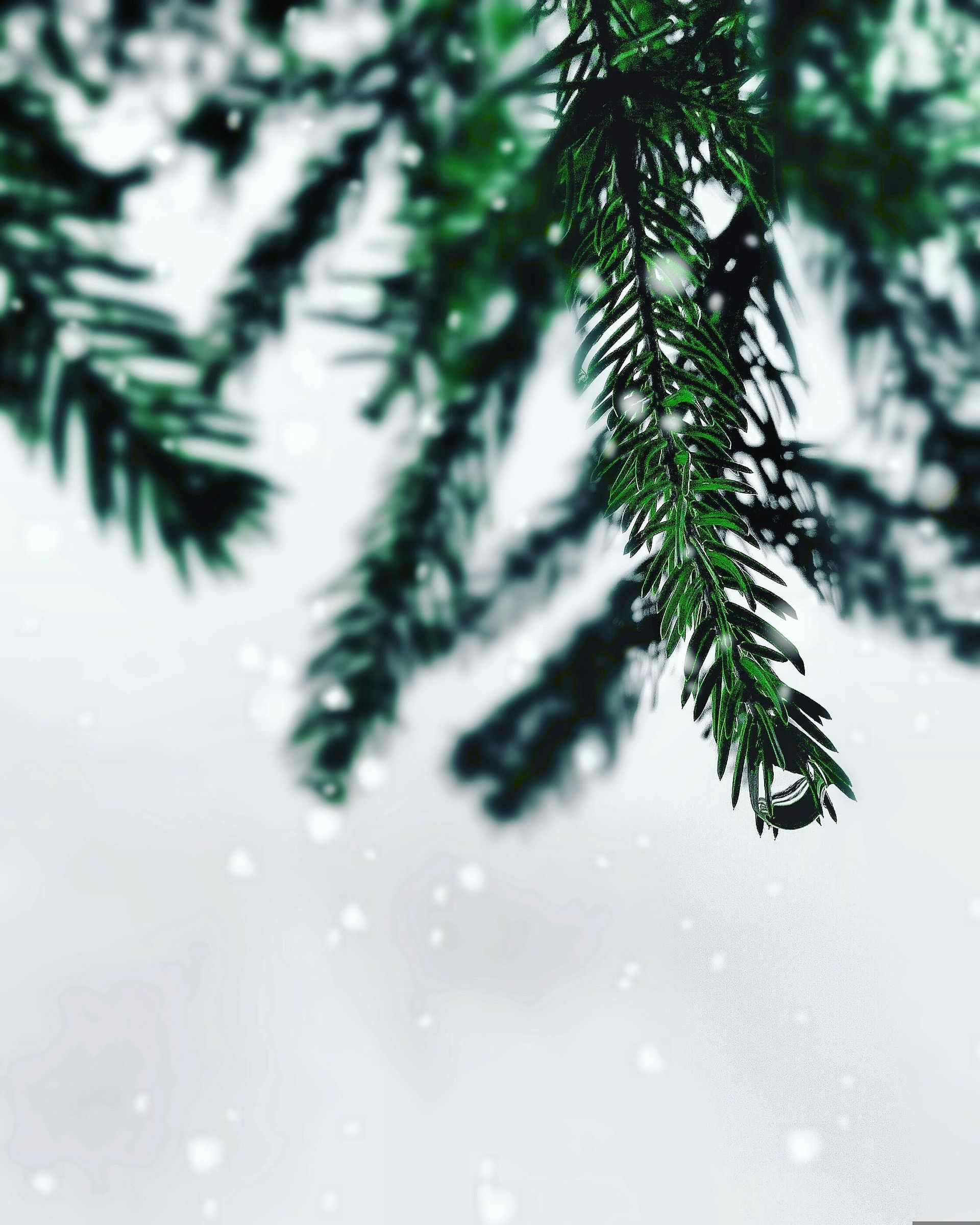 Christmas tree branch on white background