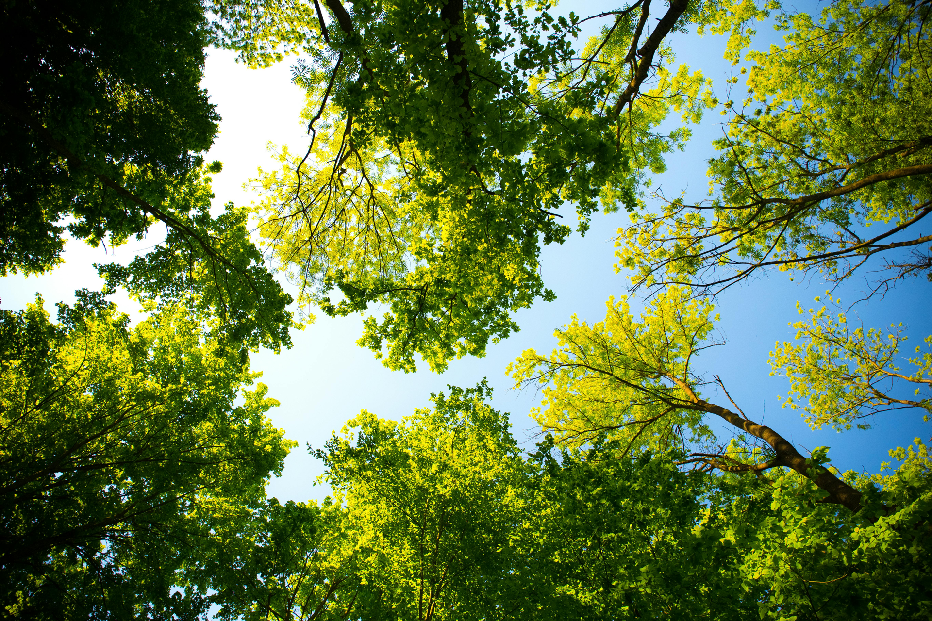 Consorzio del Pannello Ecologico®