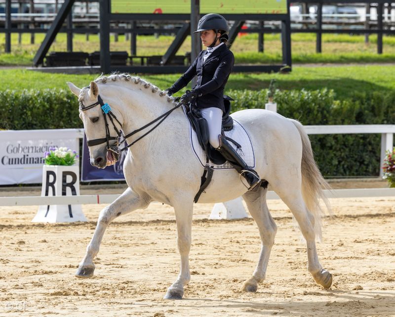 A woman is riding a white horse in a ring.