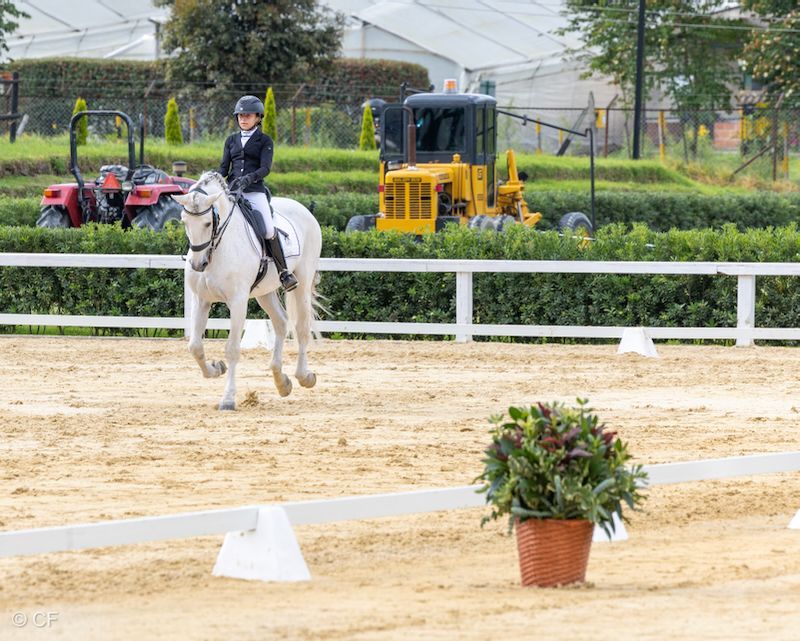 A woman is riding a white horse in a ring.