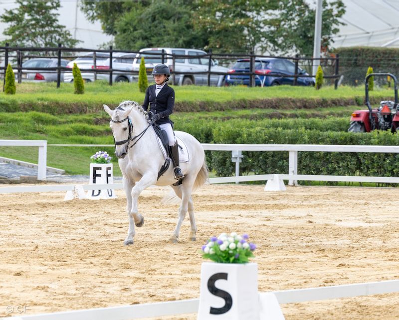 A person is riding a white horse in a ring.