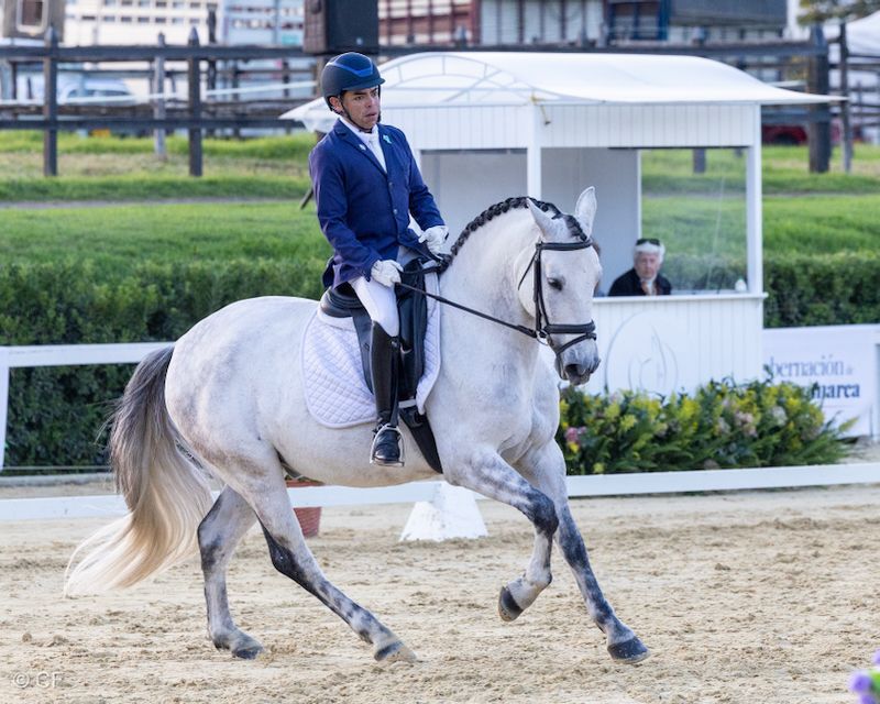 A man is riding a white horse in a ring.