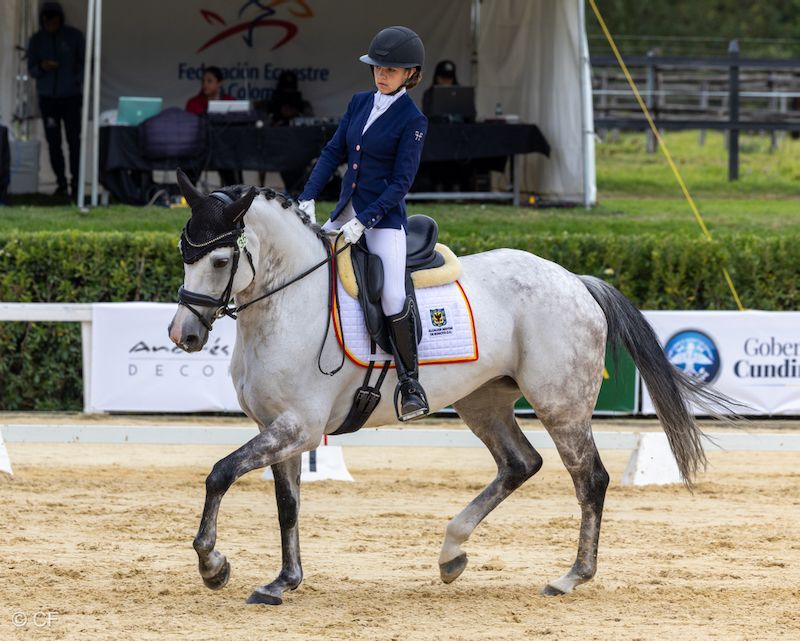 A young girl is riding a horse in a ring.