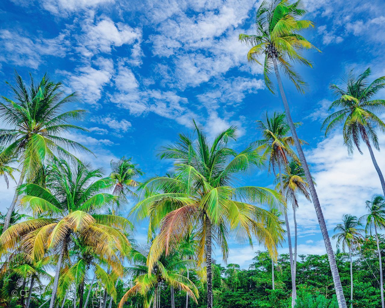 A row of palm trees against a blue sky with clouds