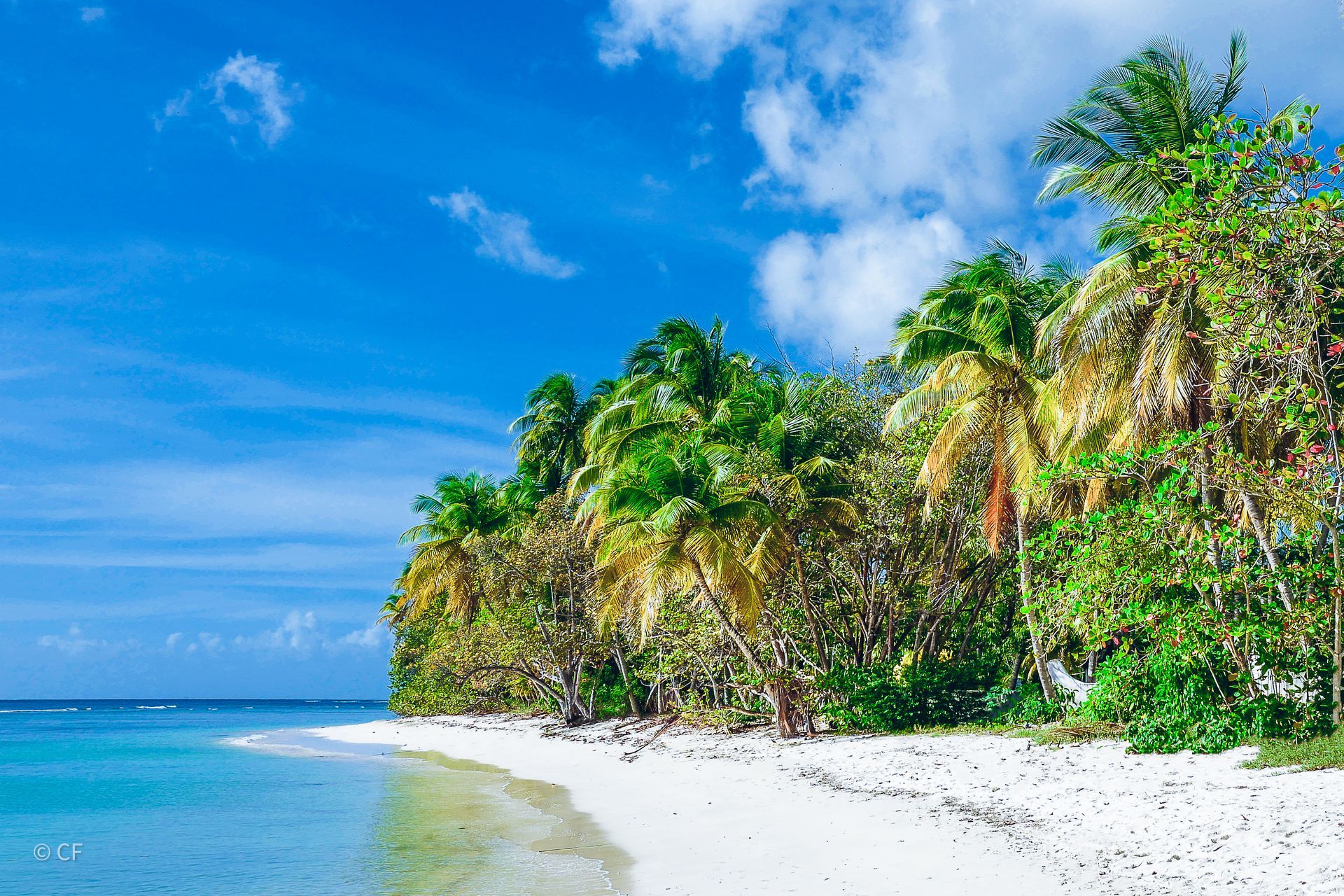 A tropical beach with white sand and palm trees on a sunny day.