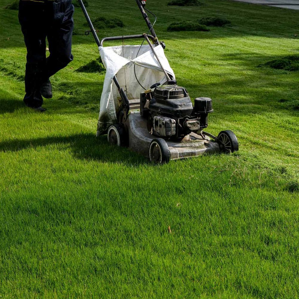 Person mowing a green lawn with a gasoline-powered lawnmower, collecting clippings in a bag.