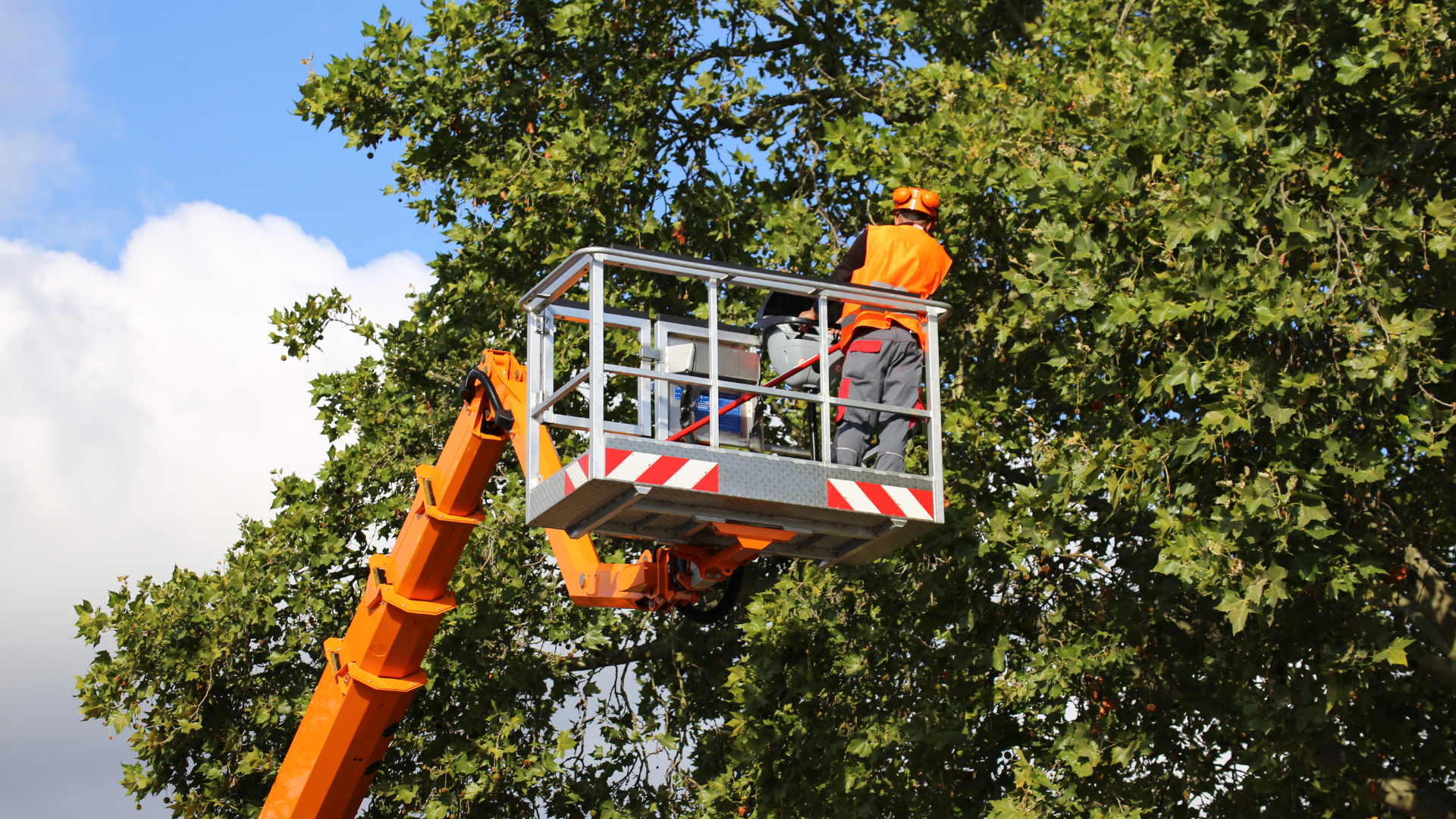 A man is cutting a tree with a crane.