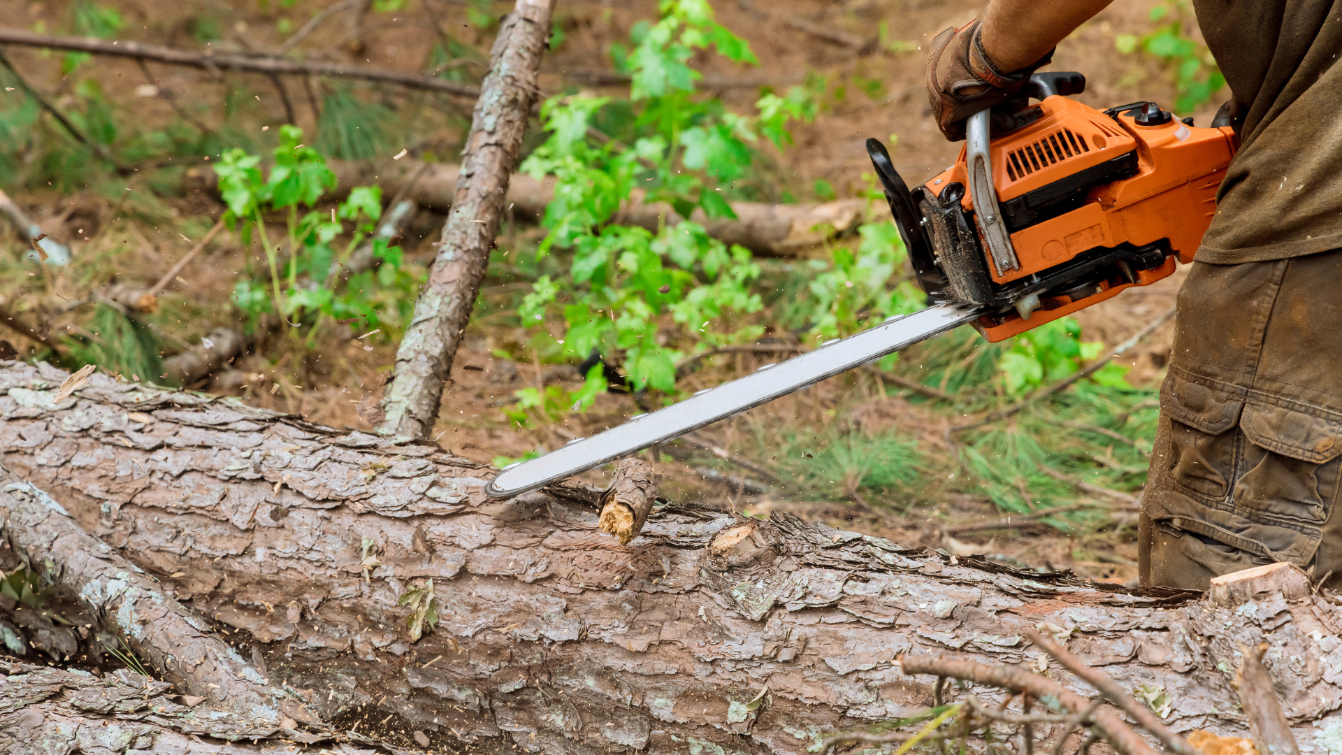 A man is cutting a tree with a chainsaw in the woods.