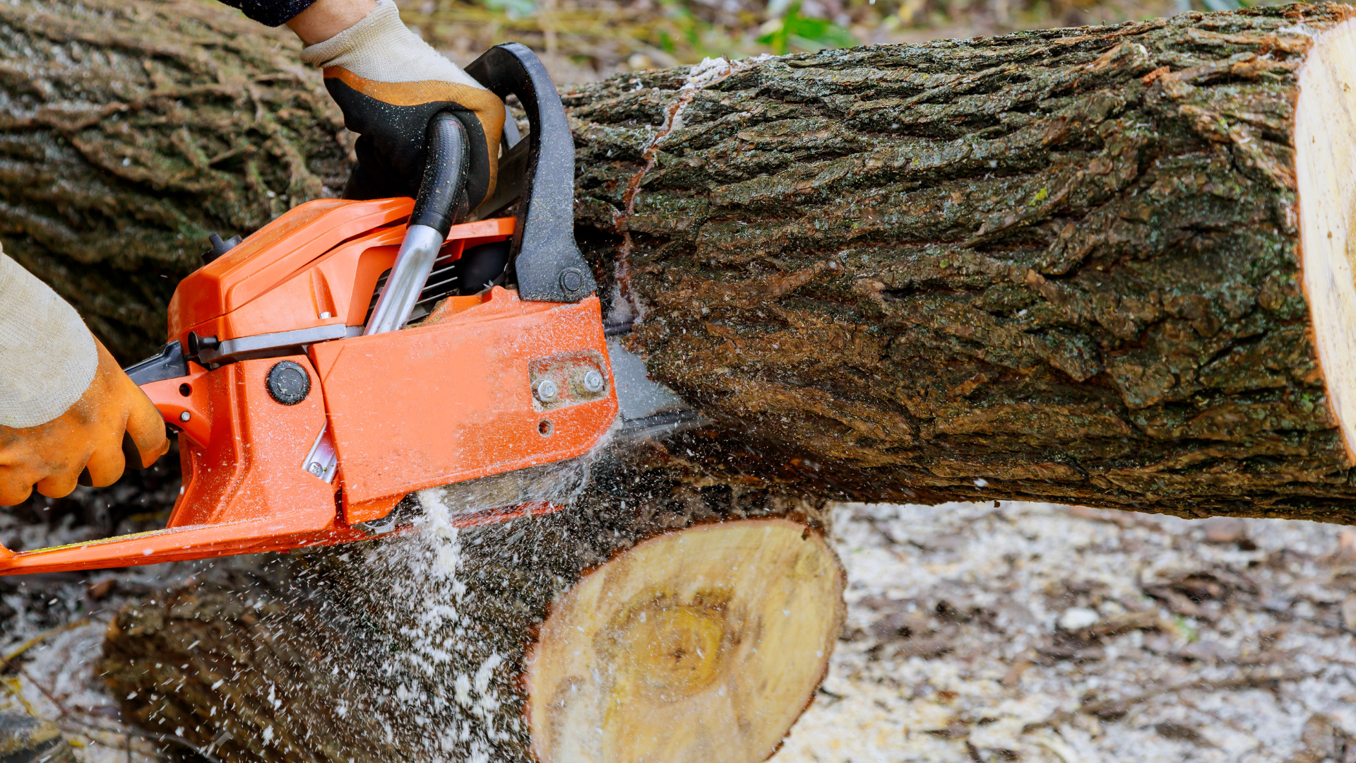 A person is cutting a tree with a chainsaw.