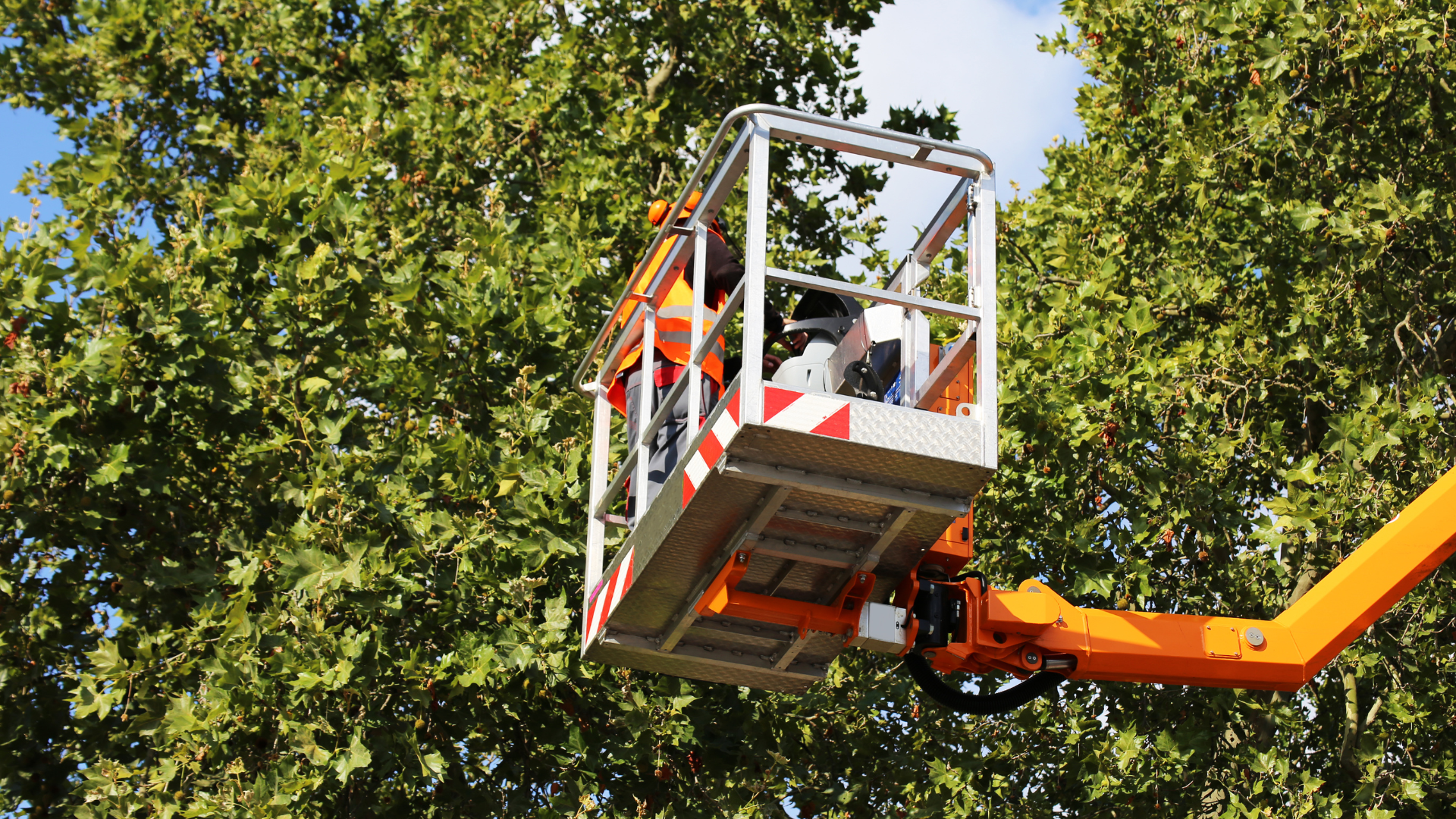 A man is sitting in a bucket on a crane cutting a tree.