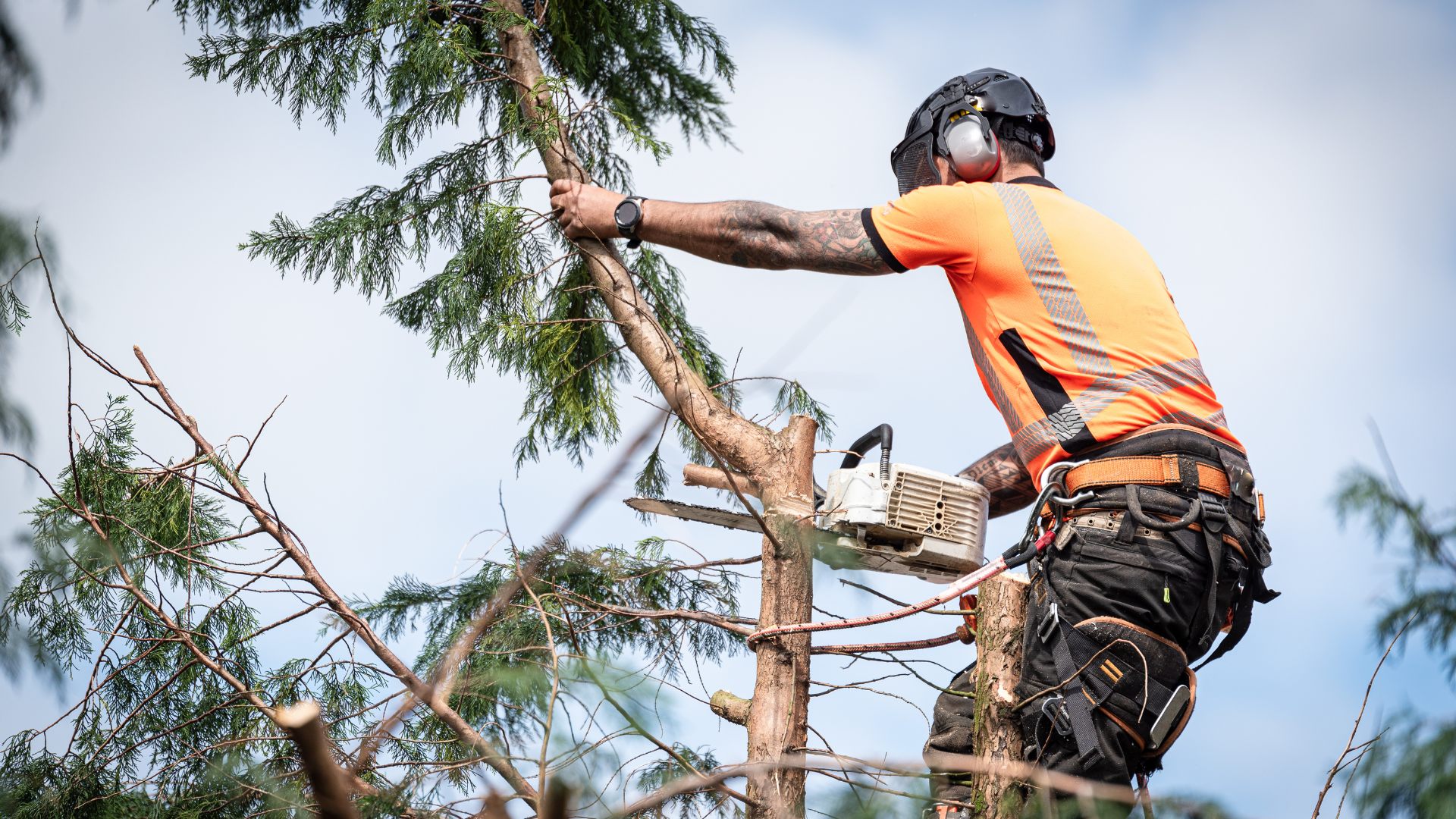 A man is cutting a tree with a chainsaw.
