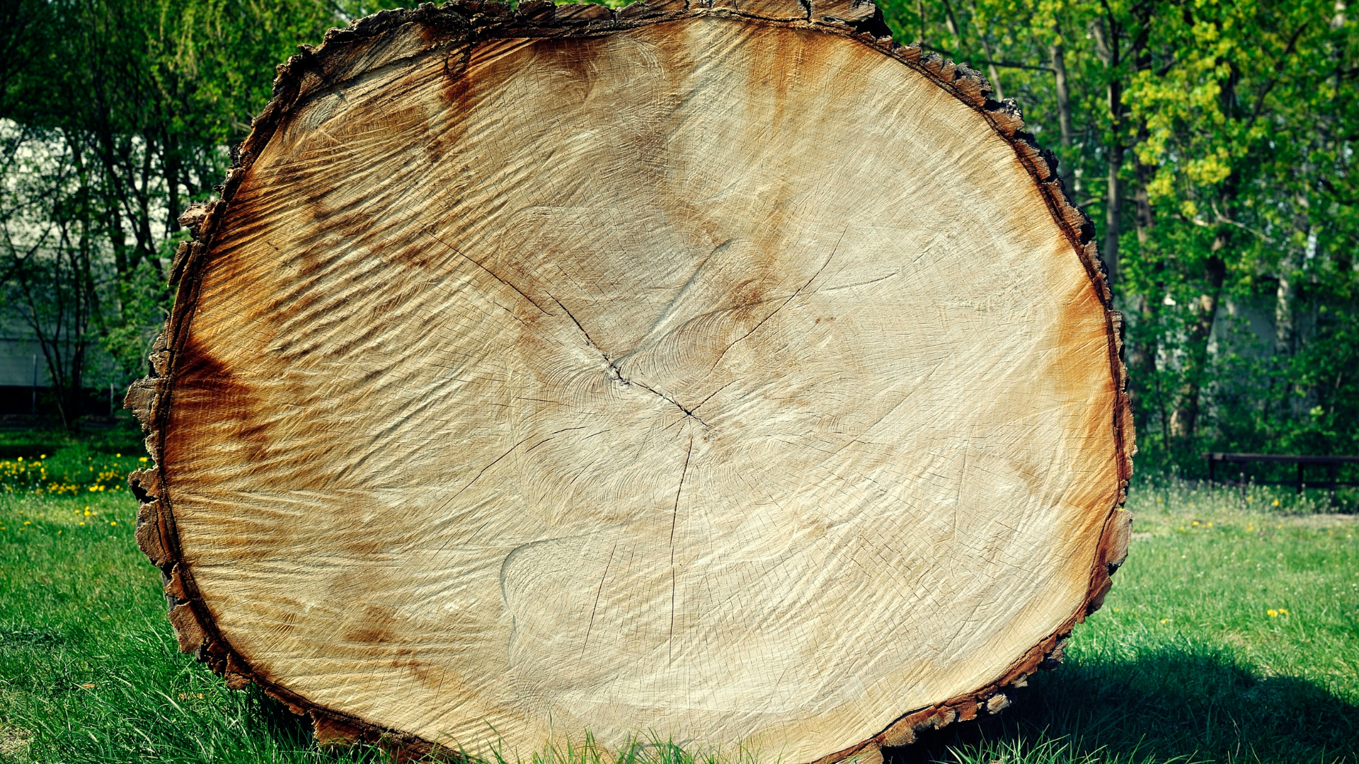 A large piece of wood is sitting on top of a lush green field.