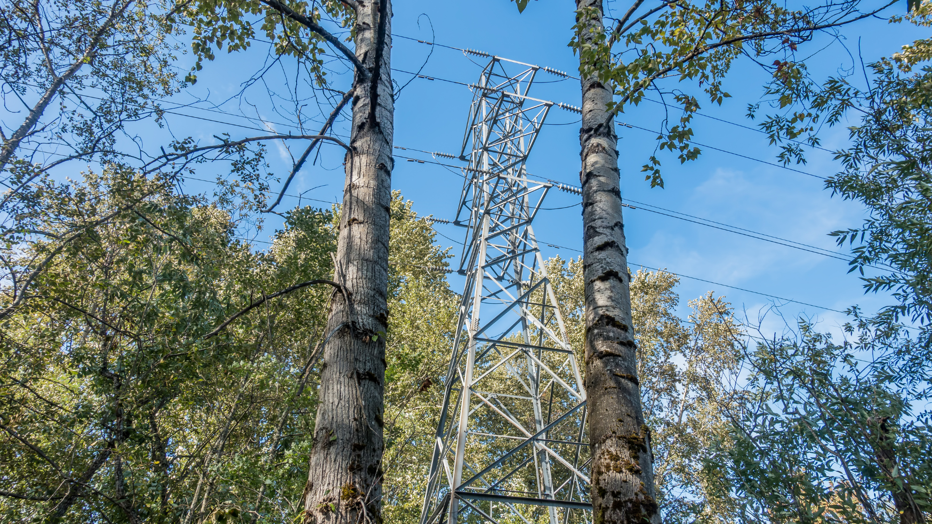 A power tower in the middle of a forest surrounded by trees.