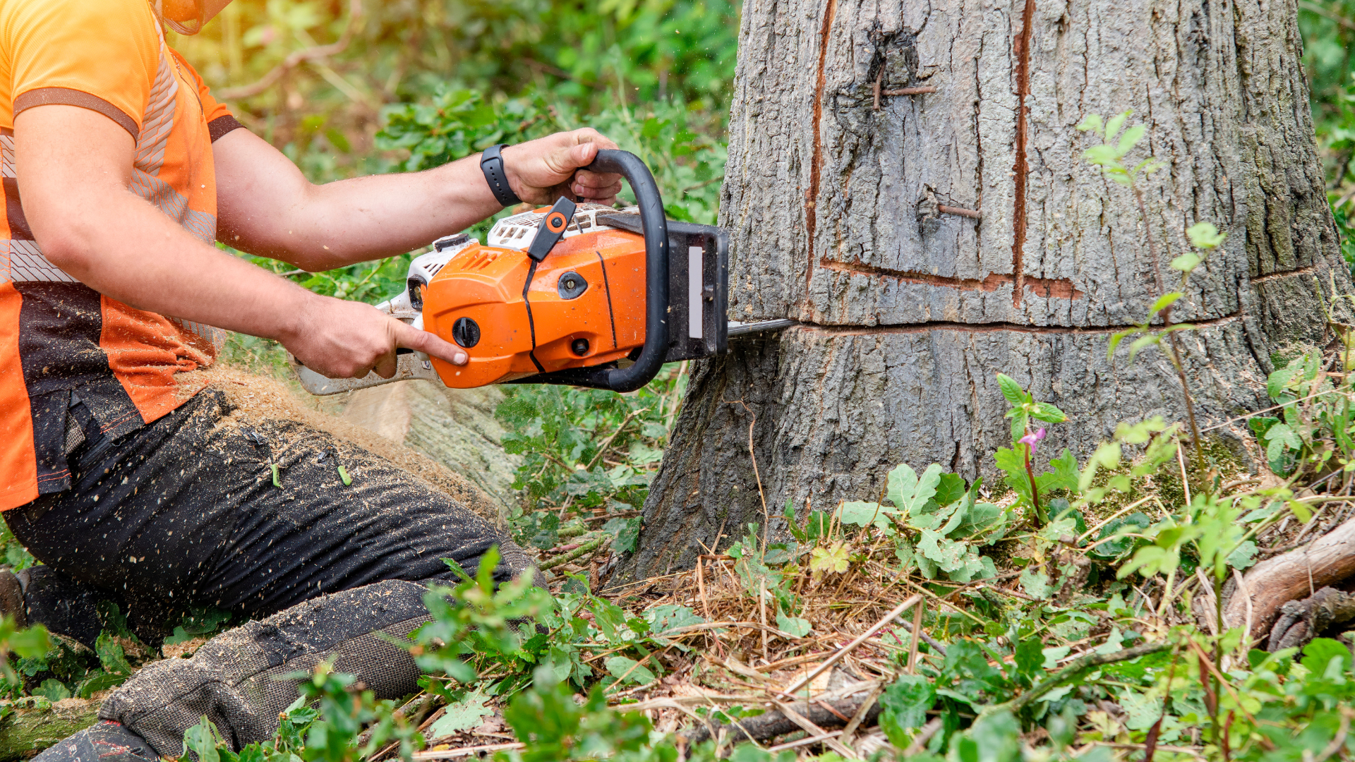 A man is cutting a tree with a chainsaw.