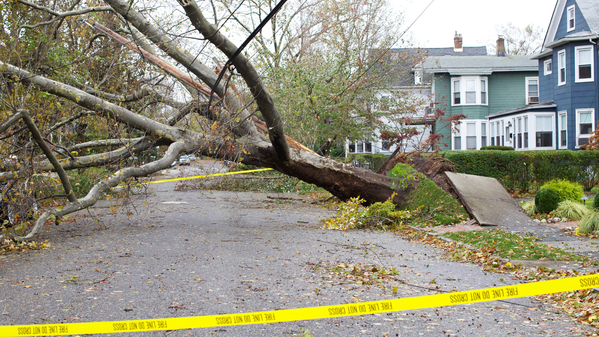 A tree has fallen on the side of a road