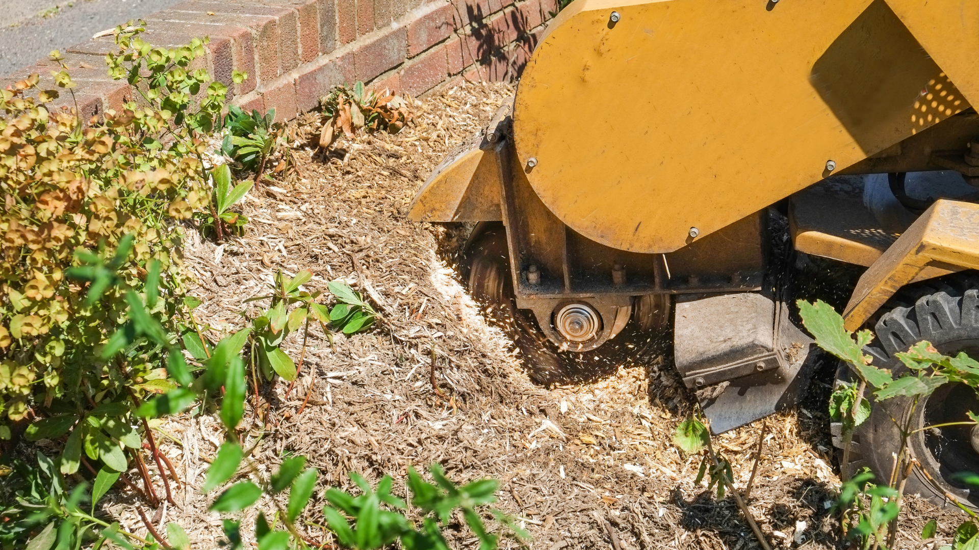 A stump grinder is cutting a tree stump in a garden.