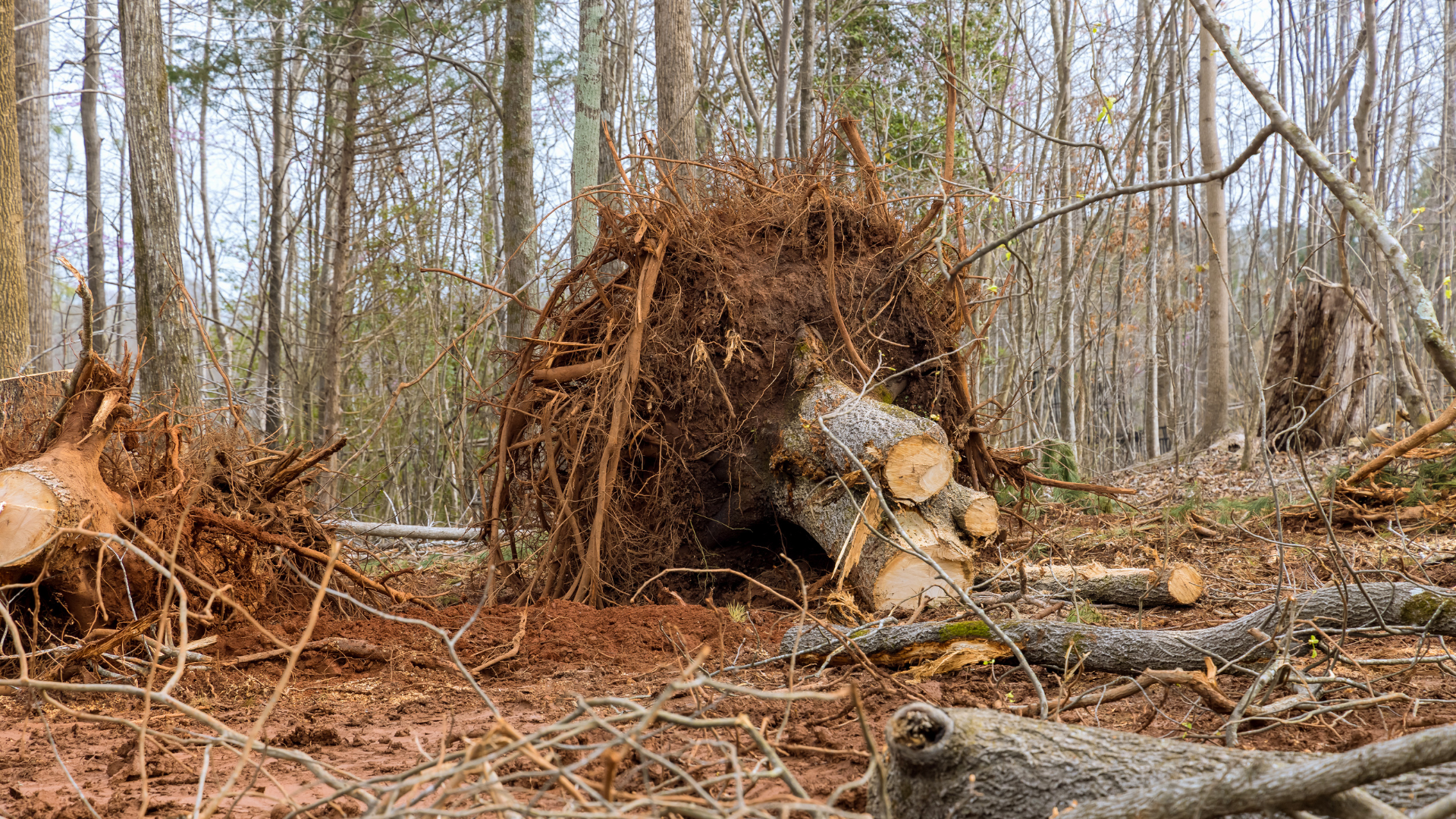 A pile of logs laying on the ground in a forest.