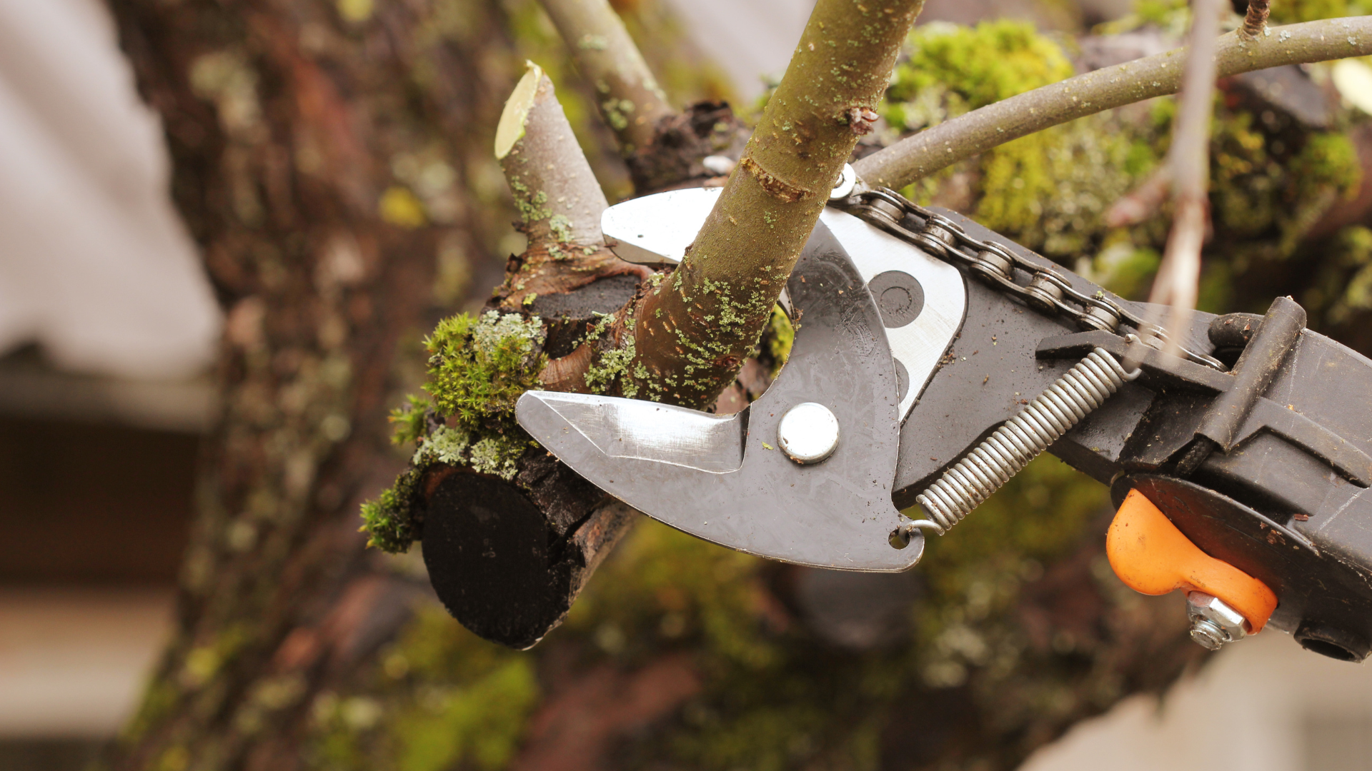 A person is cutting a tree branch with a pair of scissors.
