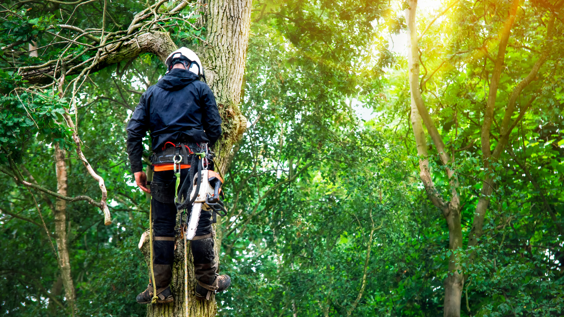 A man is standing on top of a tree in the woods.
