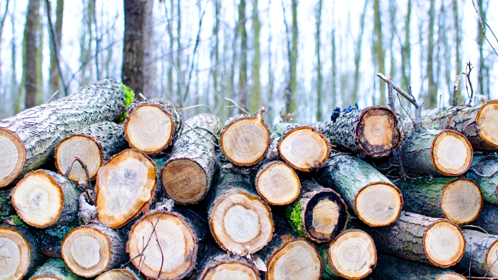 A pile of logs stacked on top of each other in a forest.