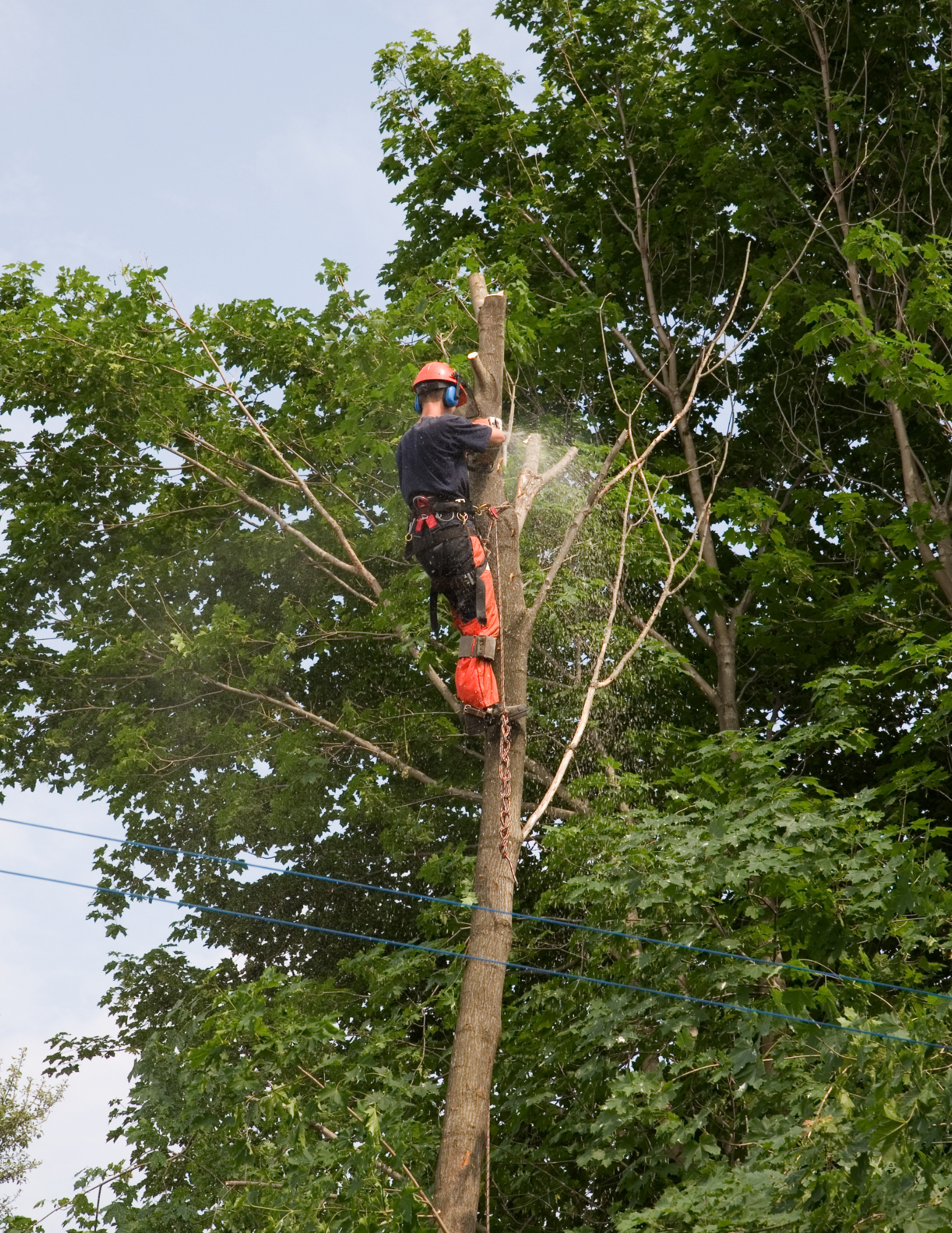 A man is cutting down a tree with a chainsaw