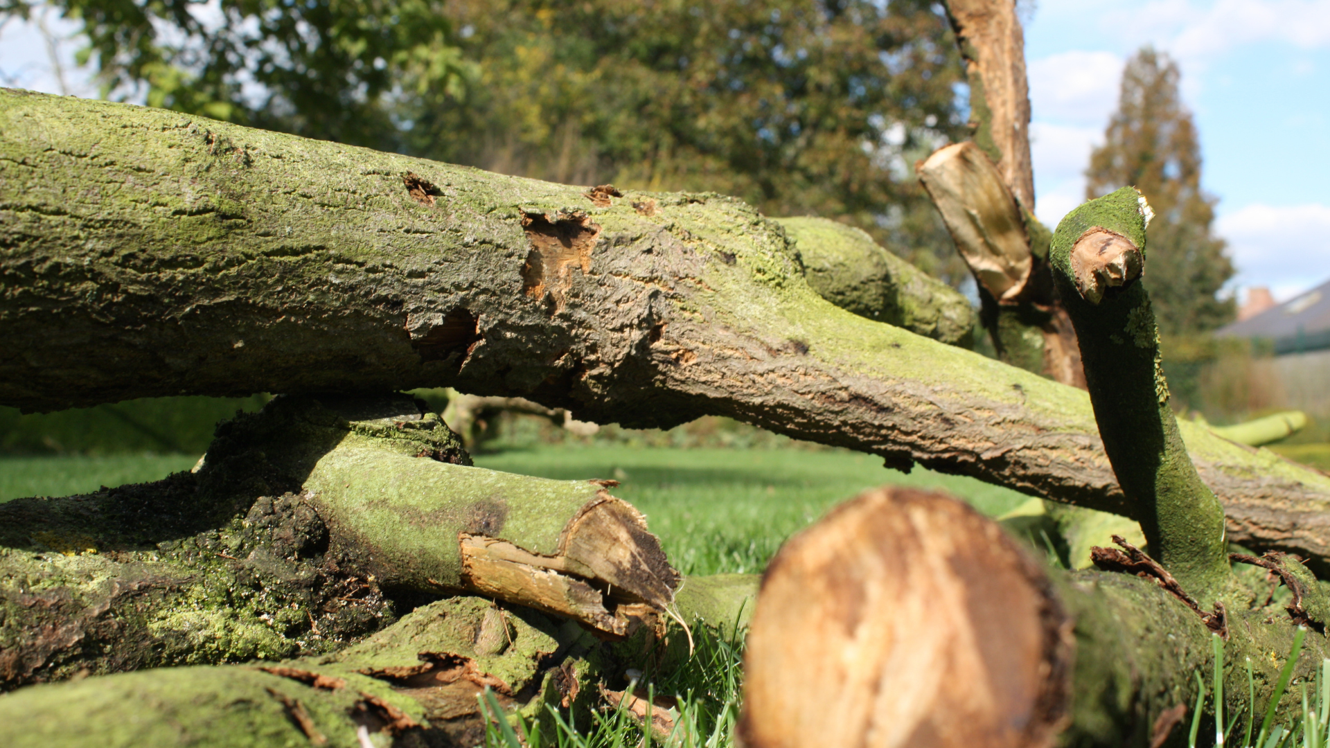 A pile of logs laying on top of a lush green field.