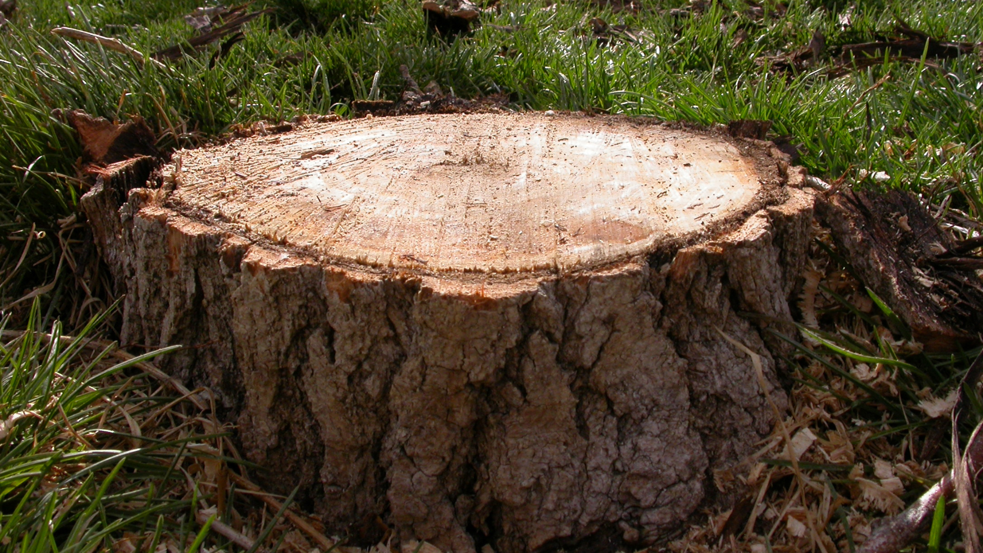 A tree stump is sitting on top of a lush green field.