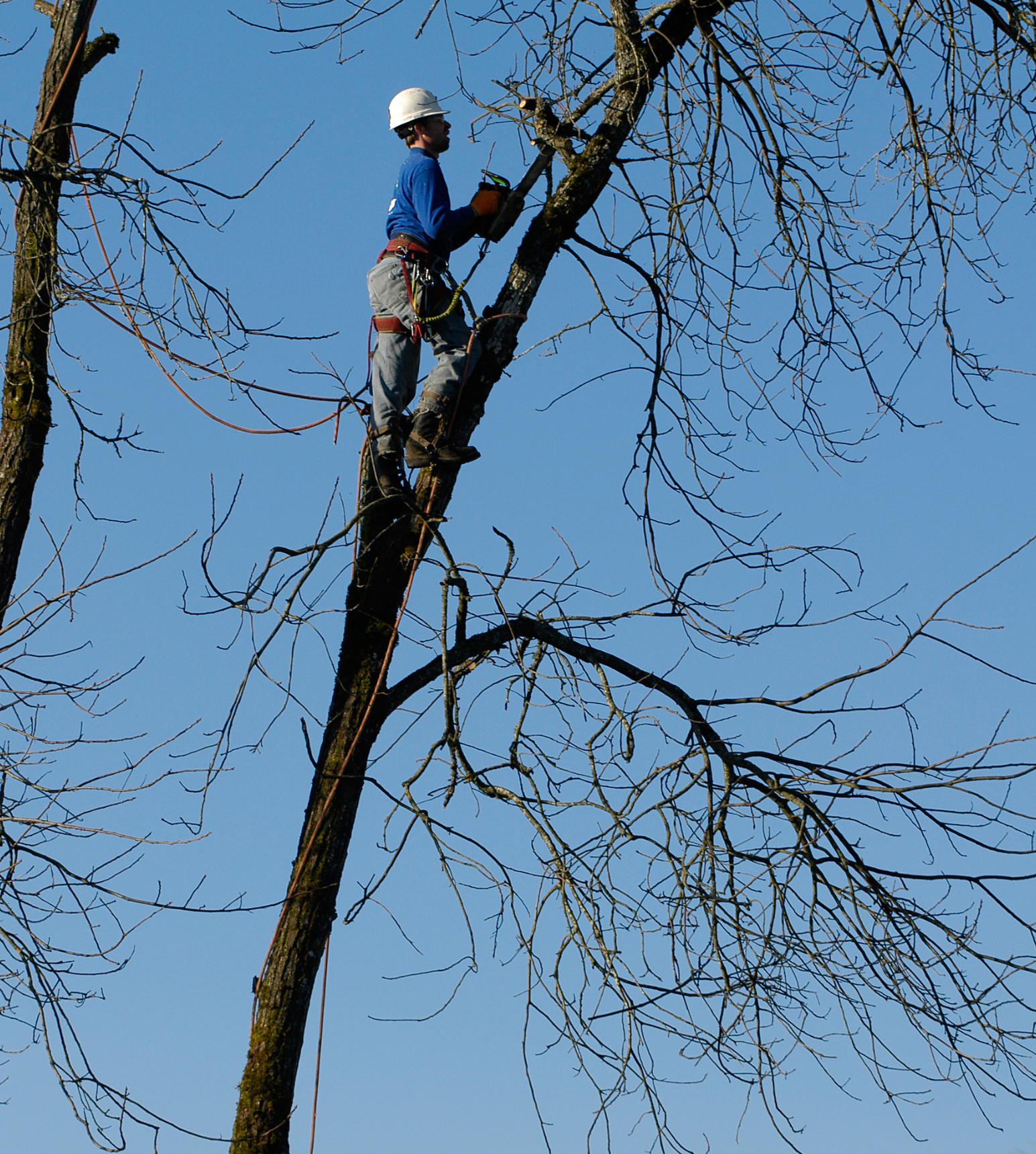 A man in a blue shirt is climbing a tree