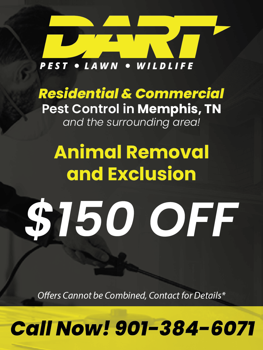 https://lirp.cdn-website.com/1da31cd3/dms3rep/multi/opt/-Dart+Pest-+Promotion_Web+-+Animal+Removal+Offer-c3b594ad-640w.png