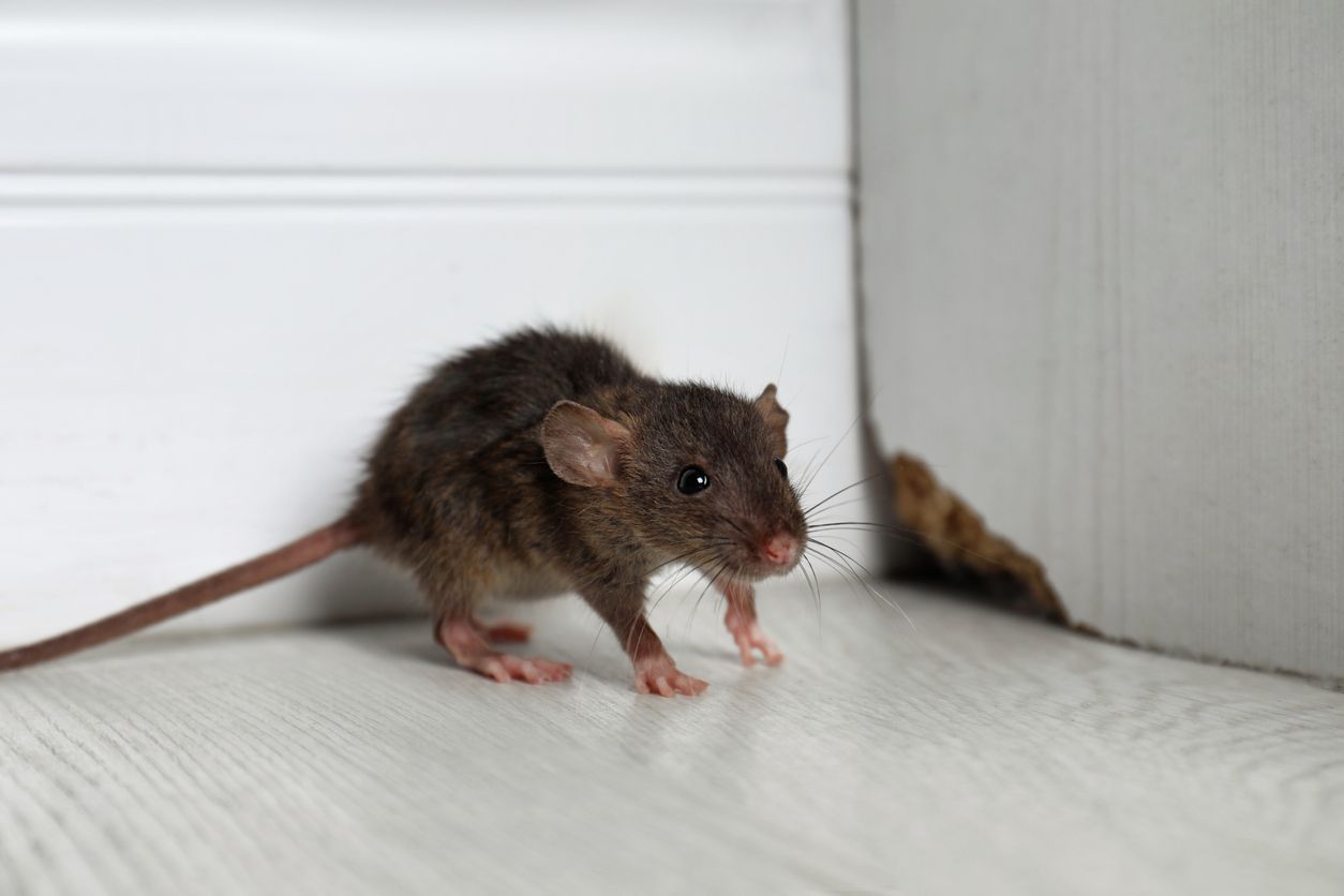 Grey rat near wooden wall on floor. Needs pest control from Dart Pest, Lawn, & Wildlife
