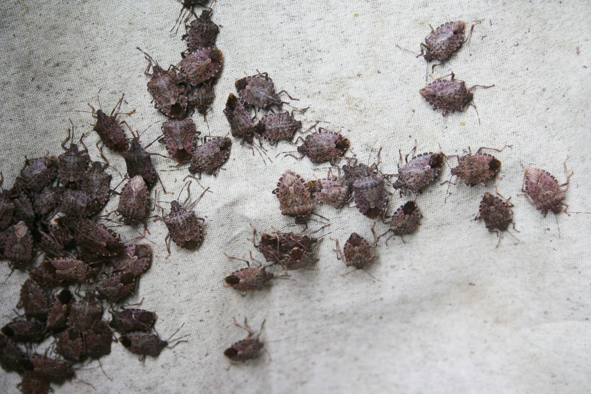 Common fall pests, including flies, ants, and rodents, entering a home in Collierville, TN.