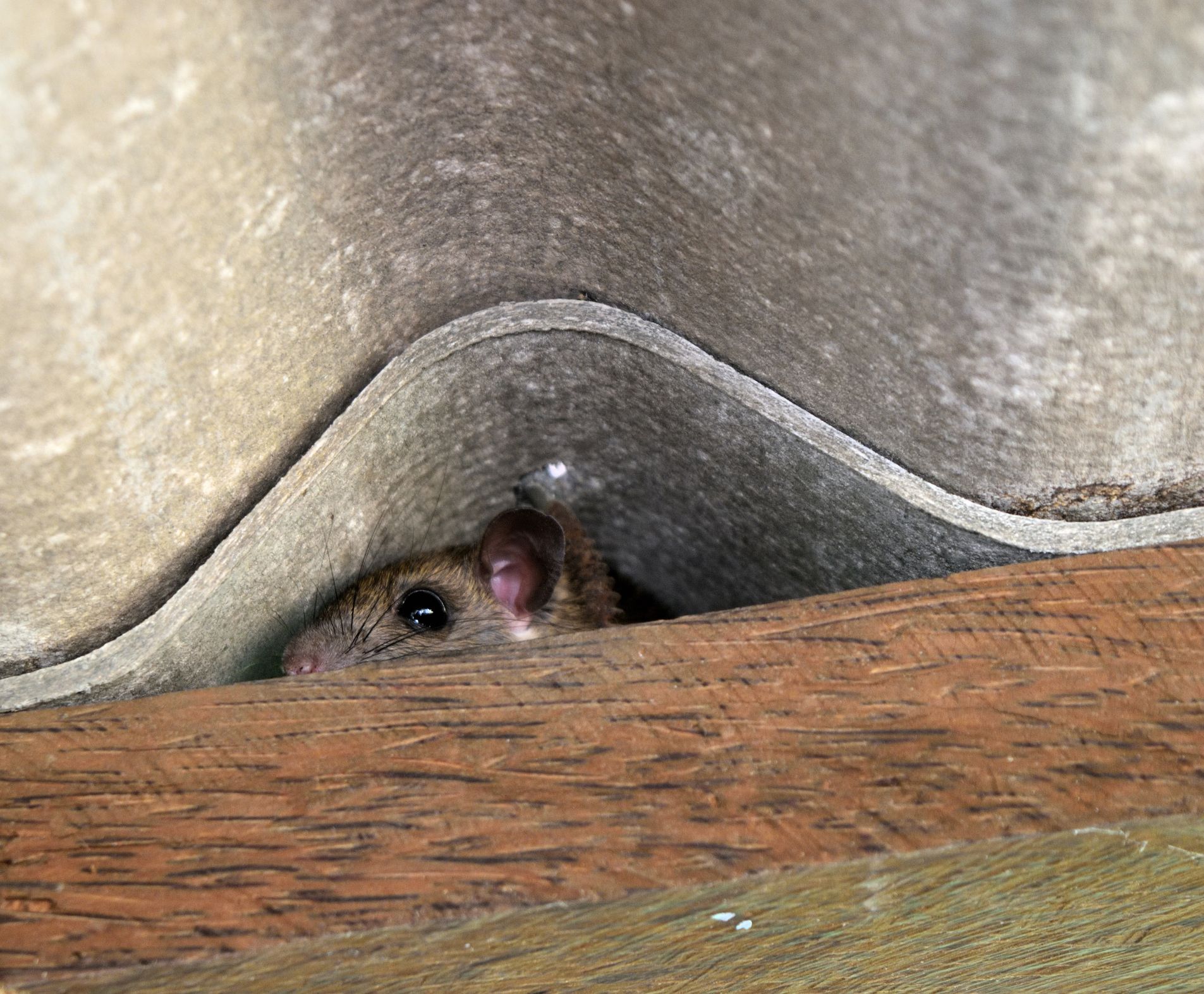 A mouse hiding in a home.