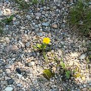 Aus einem Steinhaufen wächst eine kleine gelbe Blume.
