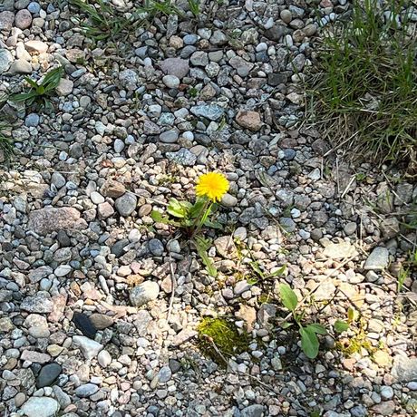 Aus einem Steinhaufen wächst eine kleine gelbe Blume.