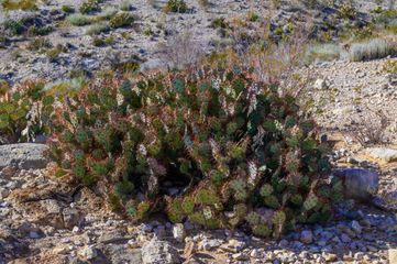 A small cactus plant is growing in the middle of a rocky desert.