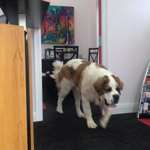 Top dog at Conveyancing Shop Lawyers