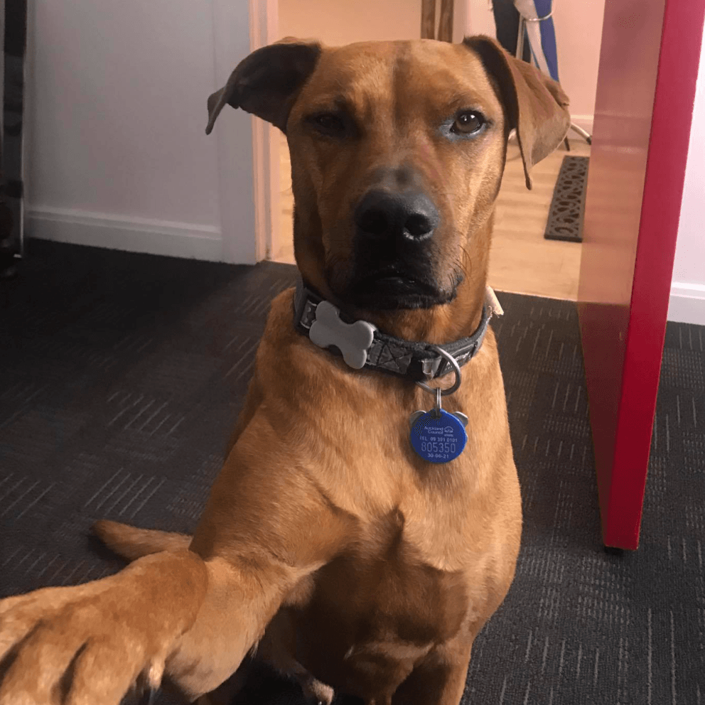 Russel the office dog at Conveyancing Shop Lawyers