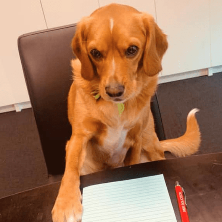 Russel the office dog at Conveyancing Shop Lawyers