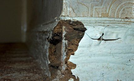 timber treatment specialists