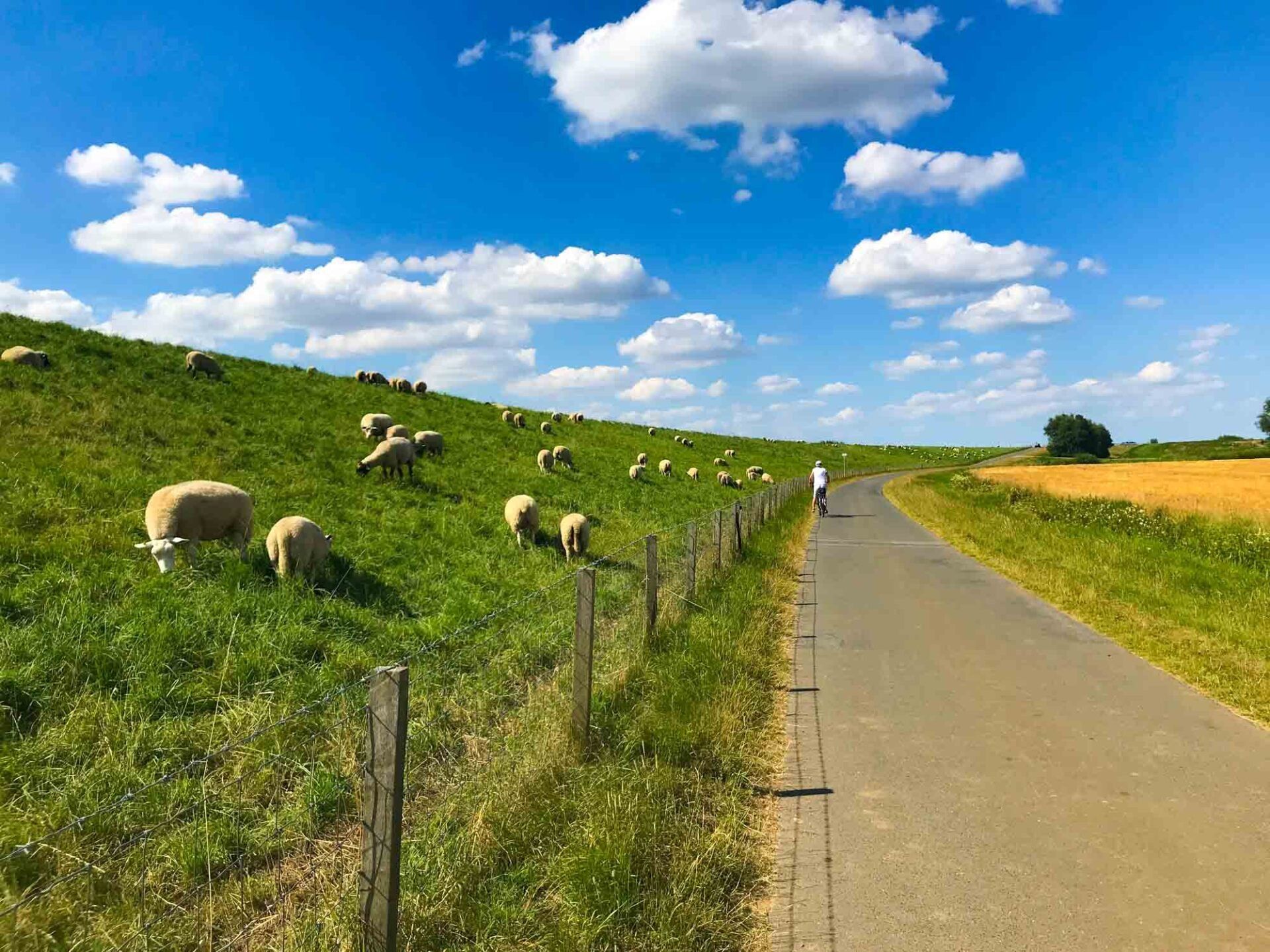 Der Papenburger Deich mit Schafen