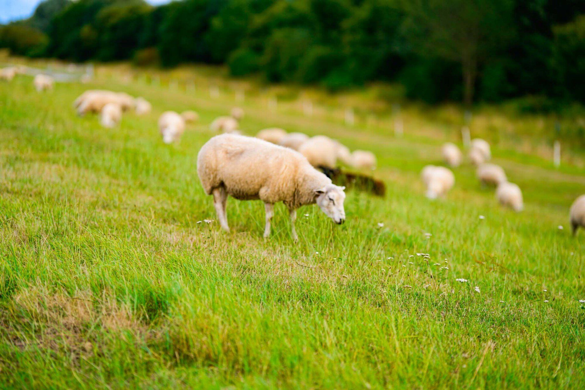 Schaf auf einem Deich, Wiese in Papenburg