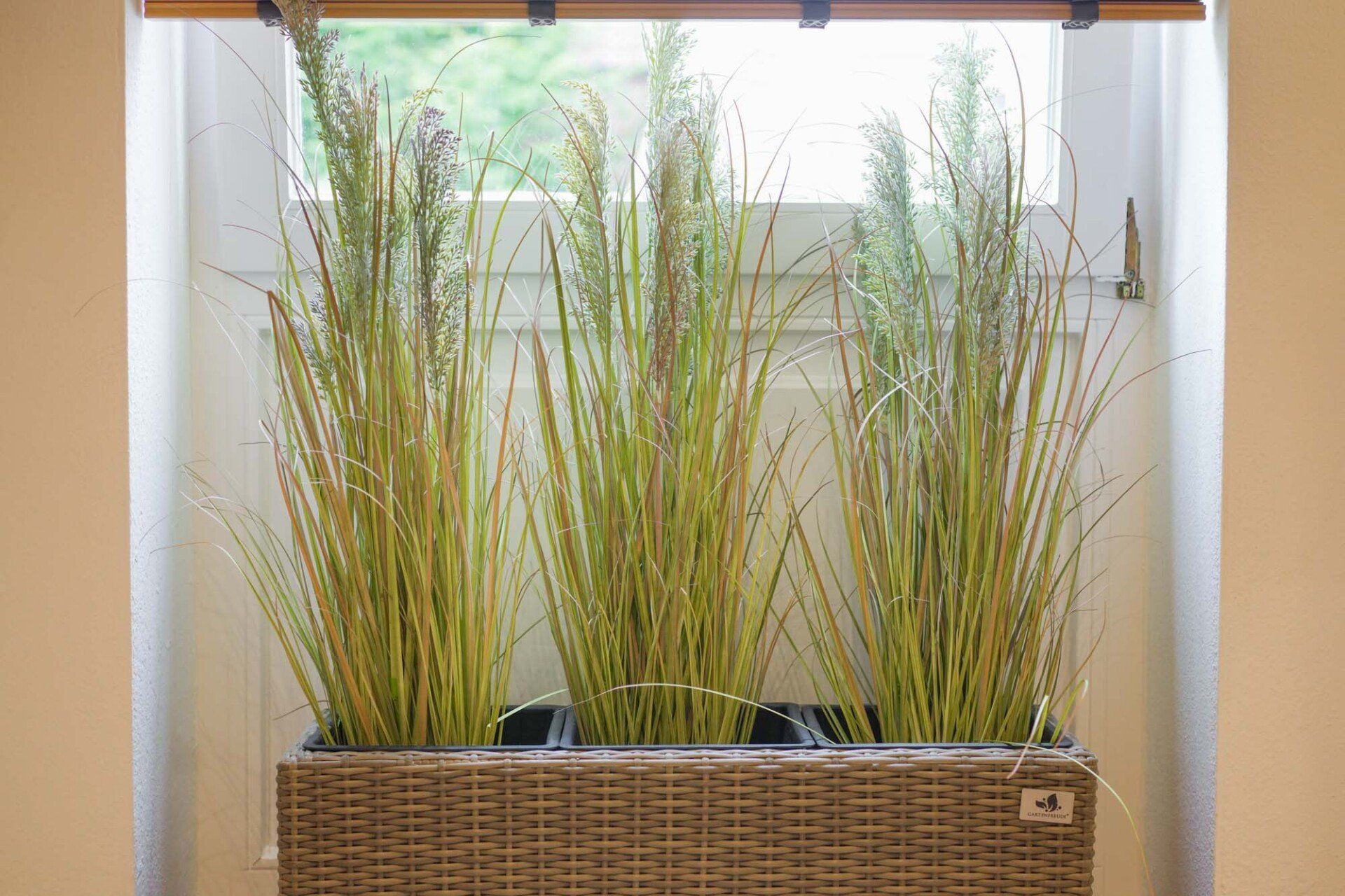 Pflanzen vor dem Fenster