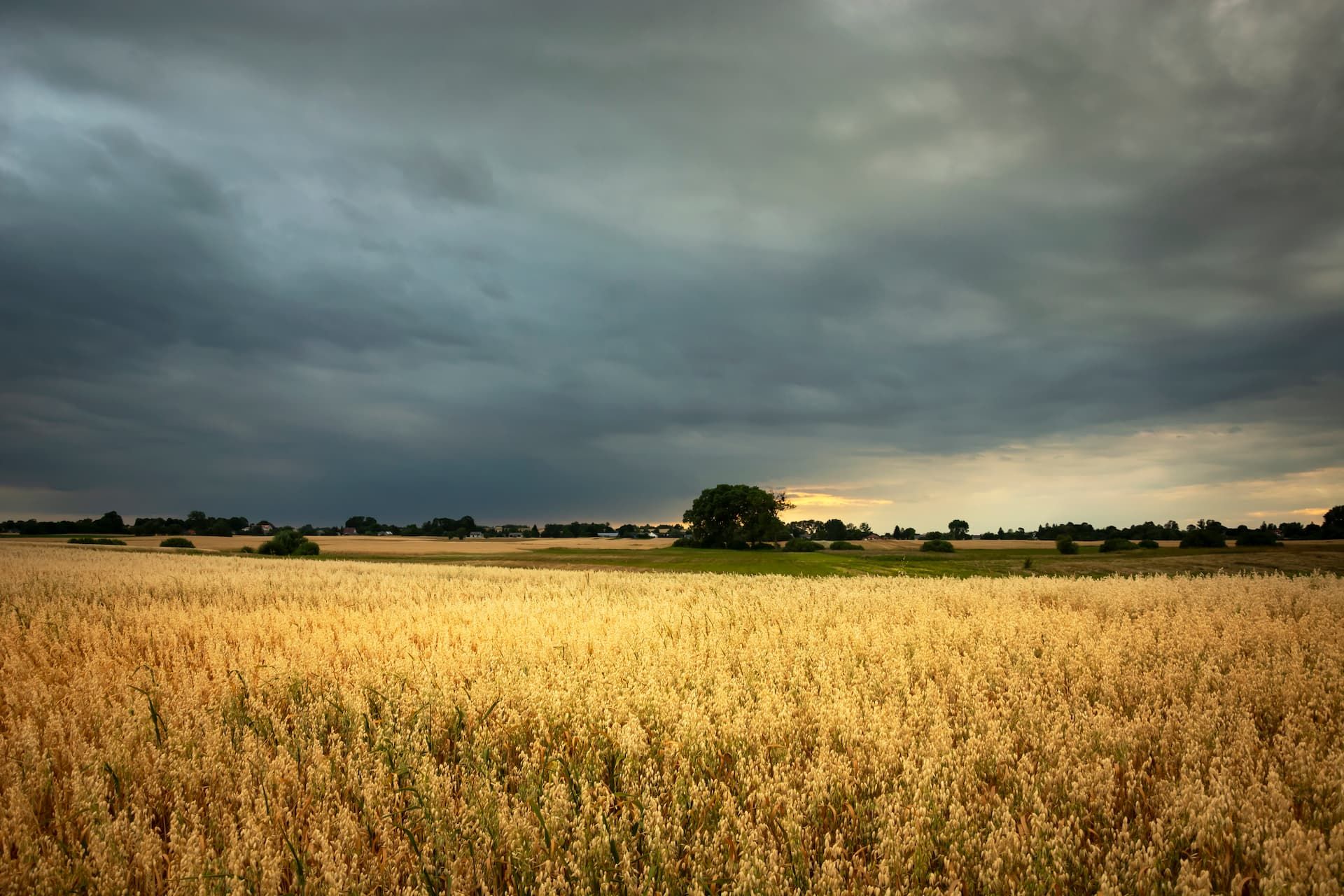 Golden wheat field under a dark, stormy sky.
