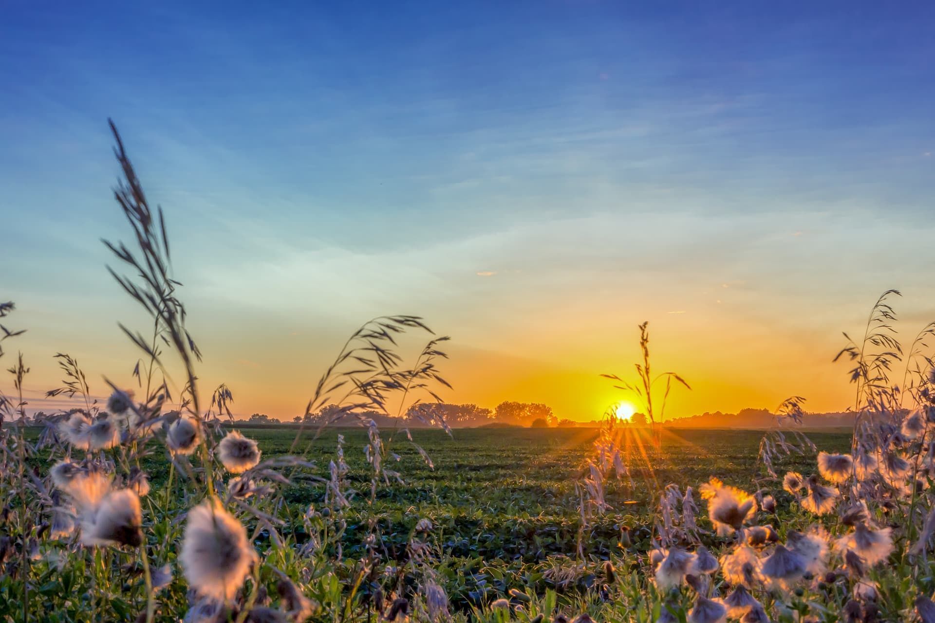 Sunrise over a green field with wildflowers, blue and orange sky.